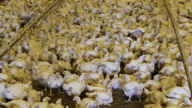 گله جوجه گوشتی راس 308 در هفته سوم پرورش؛ مدیریت 14 تا 21 روزگی