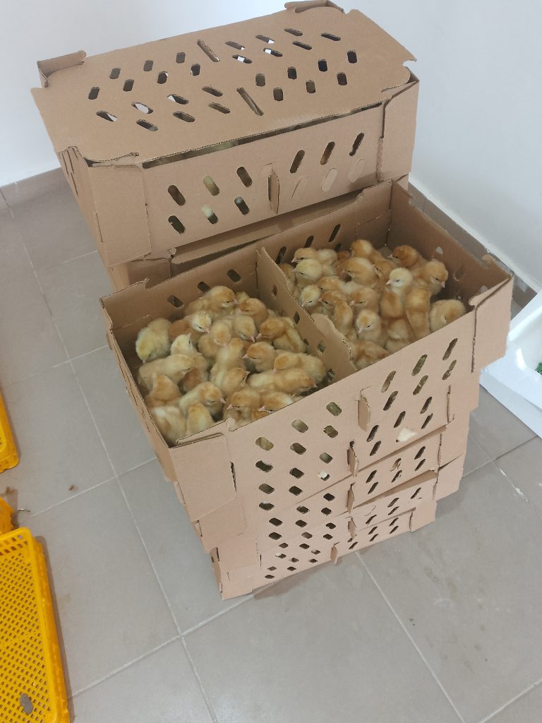 جوجه یک‌روزه گوشتی برای خبر بازار و تولید مرغ