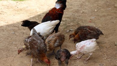 خوراک مرغ و نهاده‌های دان شامل ذرت در مدیریت تولید طیور
