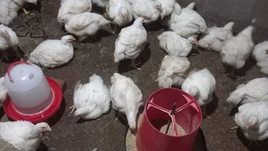 مرغ گوشتی؛ گزارش قیمت مرغ زنده و کشتار ۲۱ شهریور ۱۴۰۵ در استان‌های ایران