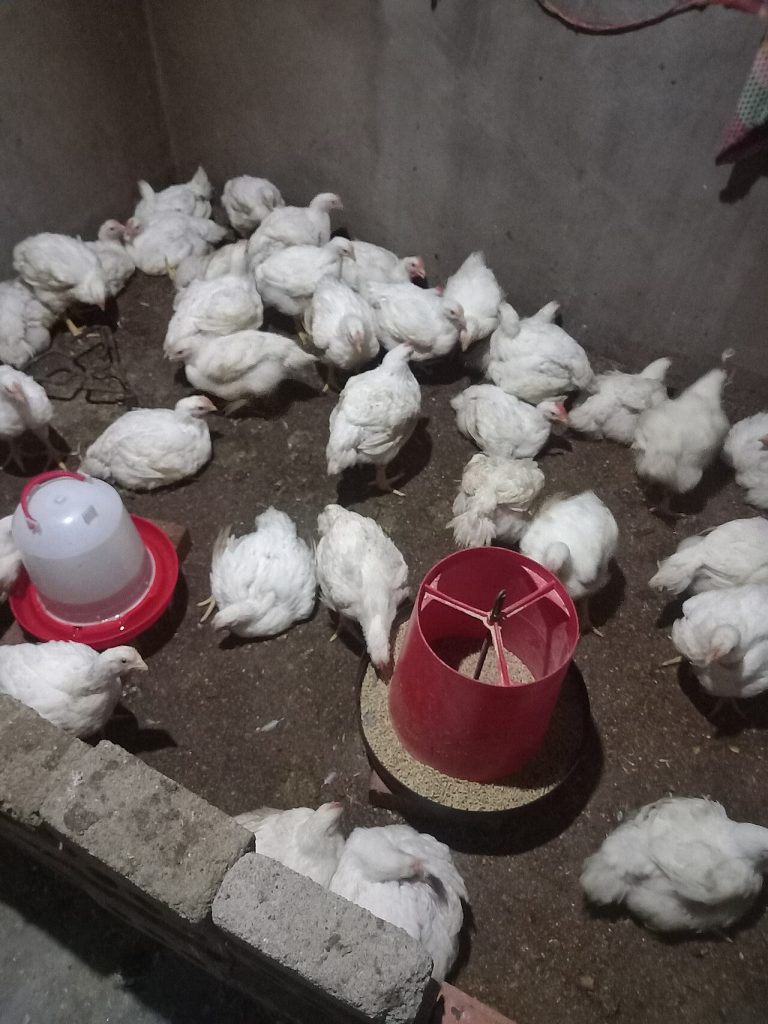 مرغ گوشتی؛ گزارش قیمت مرغ زنده و کشتار ۲۱ شهریور ۱۴۰۵ در استان‌های ایران