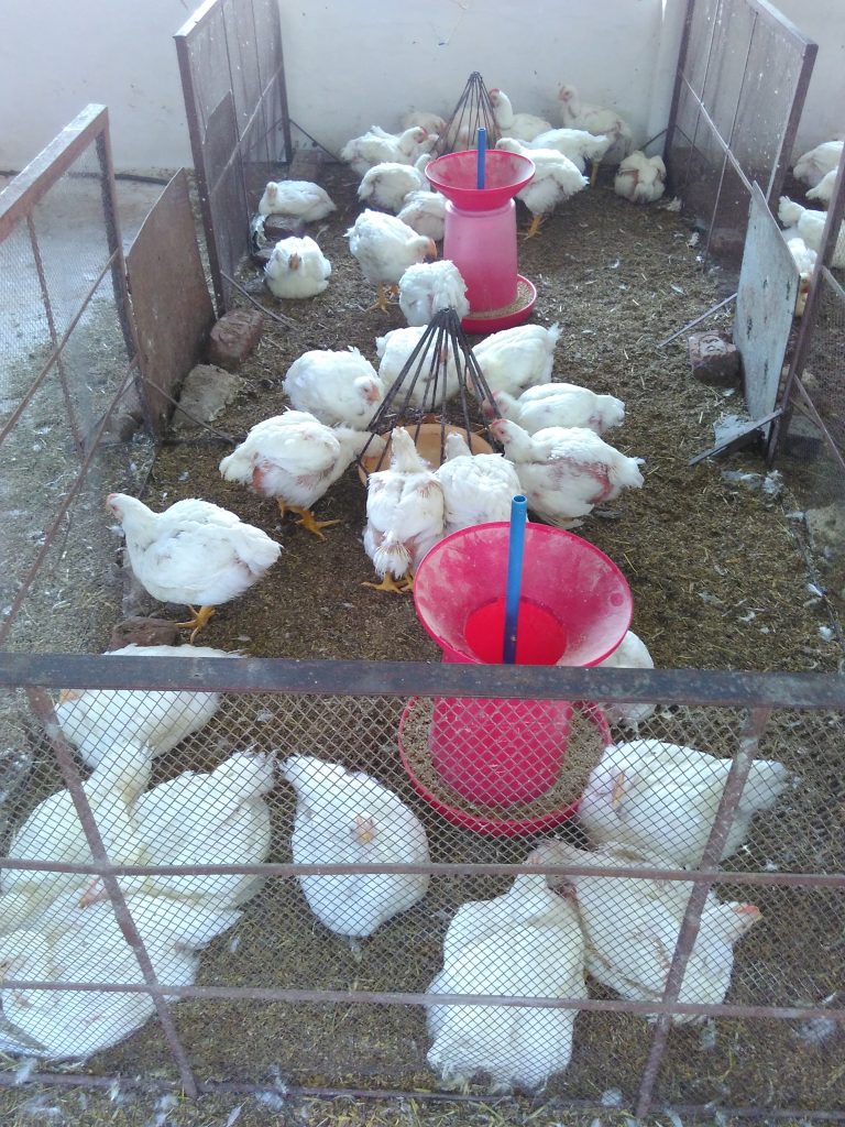 پرورش مرغ گوشتی؛ خبر عبور جوجه‌ریزی استان مرکزی از ۱۲ میلیون قطعه